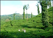 Chikmagalur