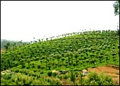 Coonoor