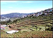 Ooty