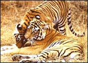 Sariska Tiger Reserve